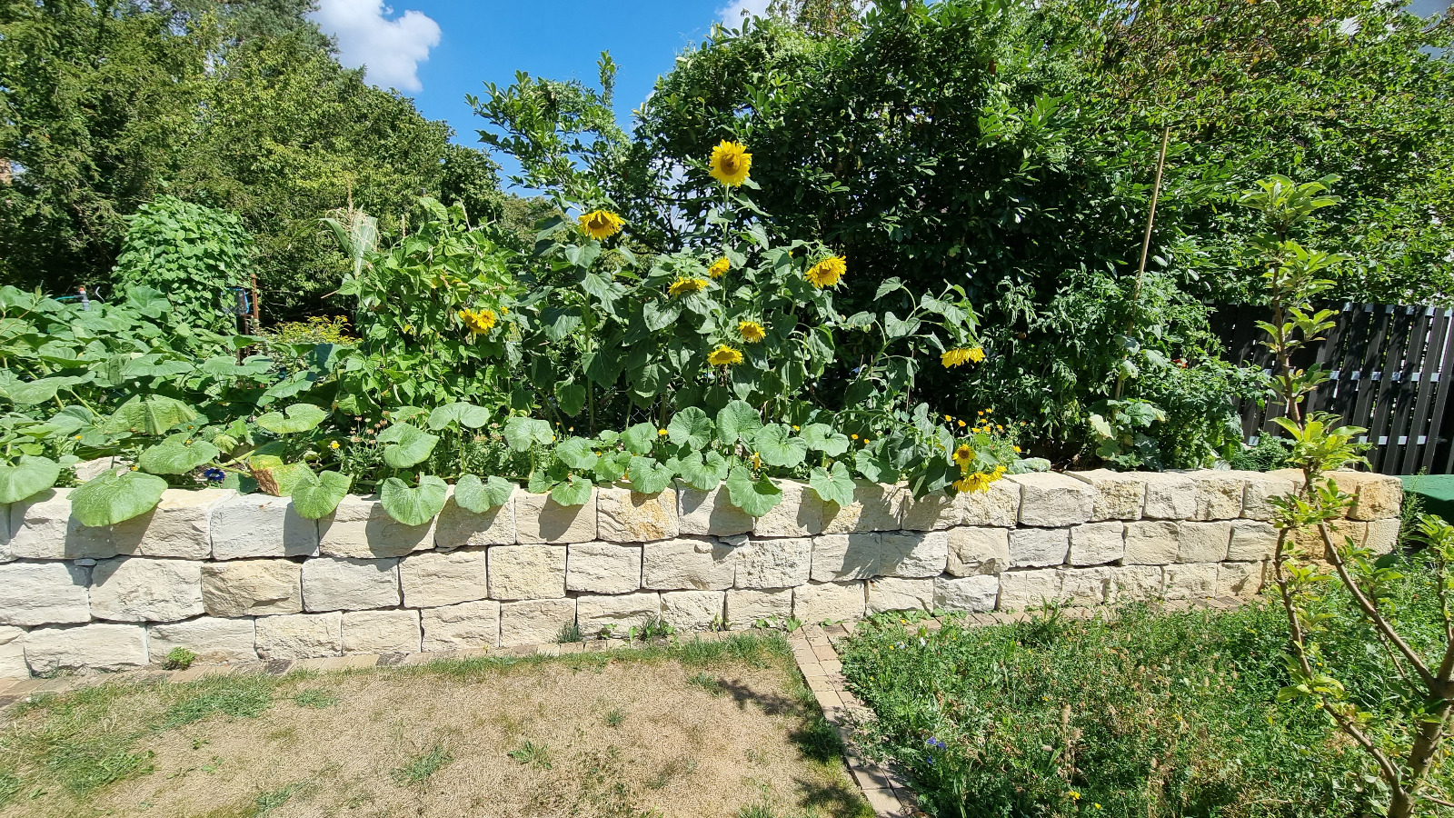 Natursteinmauer mit Sonnenblumen und Gemüsegarten – AN Garten- und Landschaftsbau